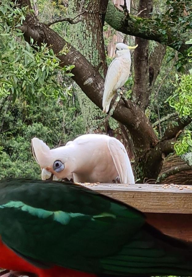 Bird Songs Getaway Accommodation Cabbage Tree Creek Exterior foto